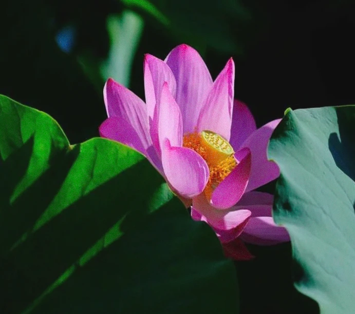 30句热爱生活励志箴言：以温柔之心，过滚烫人生